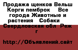 Продажа щенков Вельш Корги пемброк  - Все города Животные и растения » Собаки   . Свердловская обл.,Реж г.